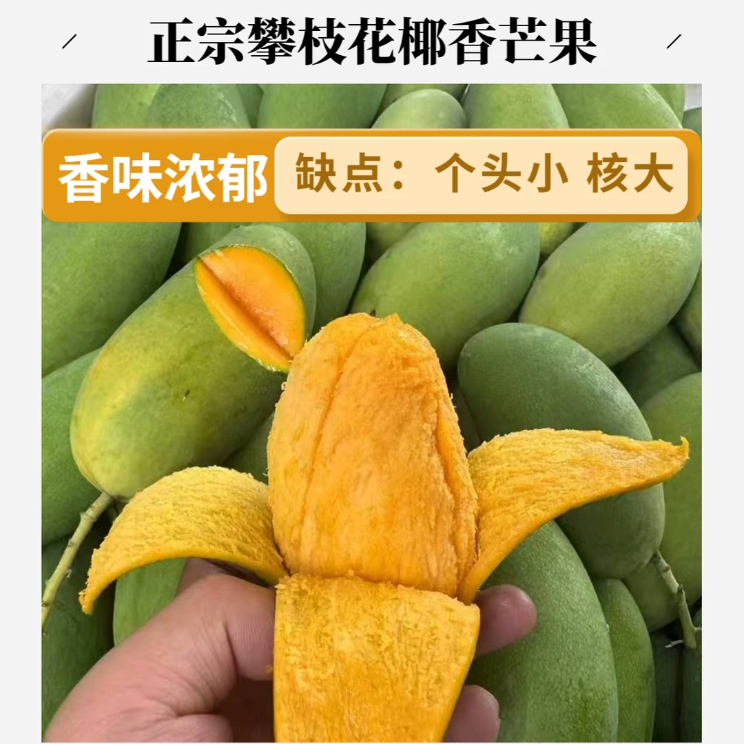 新鲜采摘应季正宗攀枝花椰香芒果香味浓郁