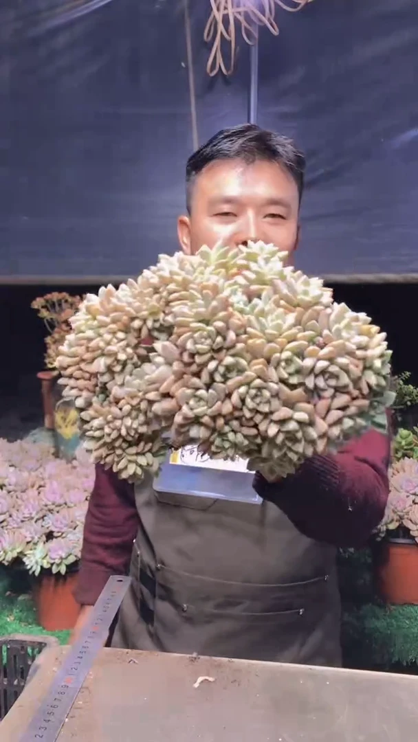 223雪缀化一物一拍