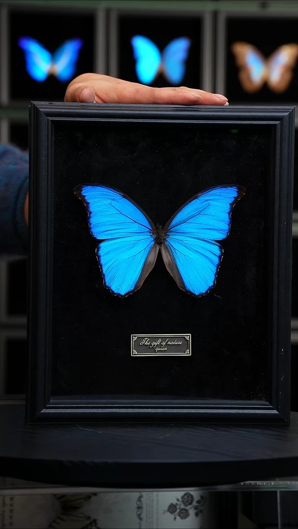 大蓝闪蝶黑绒底版10寸欧式框（带证书）