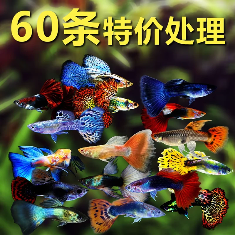 热带精品纯种孔雀鱼金鱼观赏鱼杂袍热带小型淡水孕母好养耐活凤尾