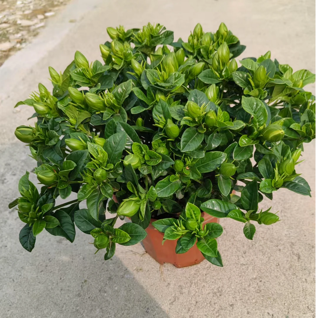 小叶栀子花丛生（230一年苗）浓香型栀子花