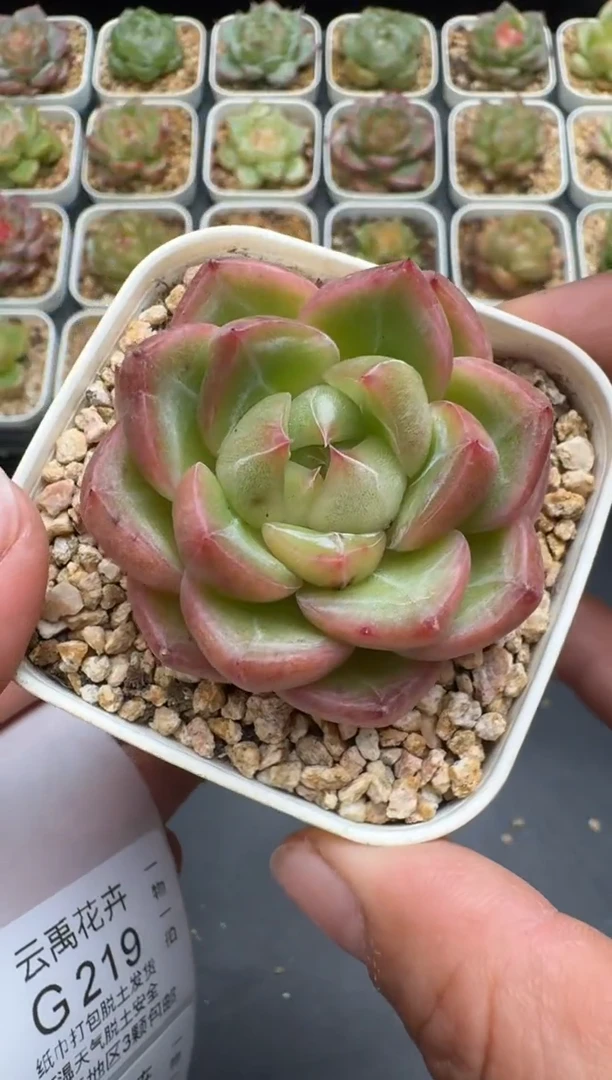 218G云禹多肉植物 脱土纸巾打包 3颗包邮