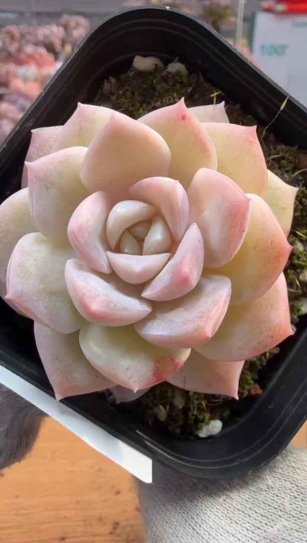 东云多肉园三店-62