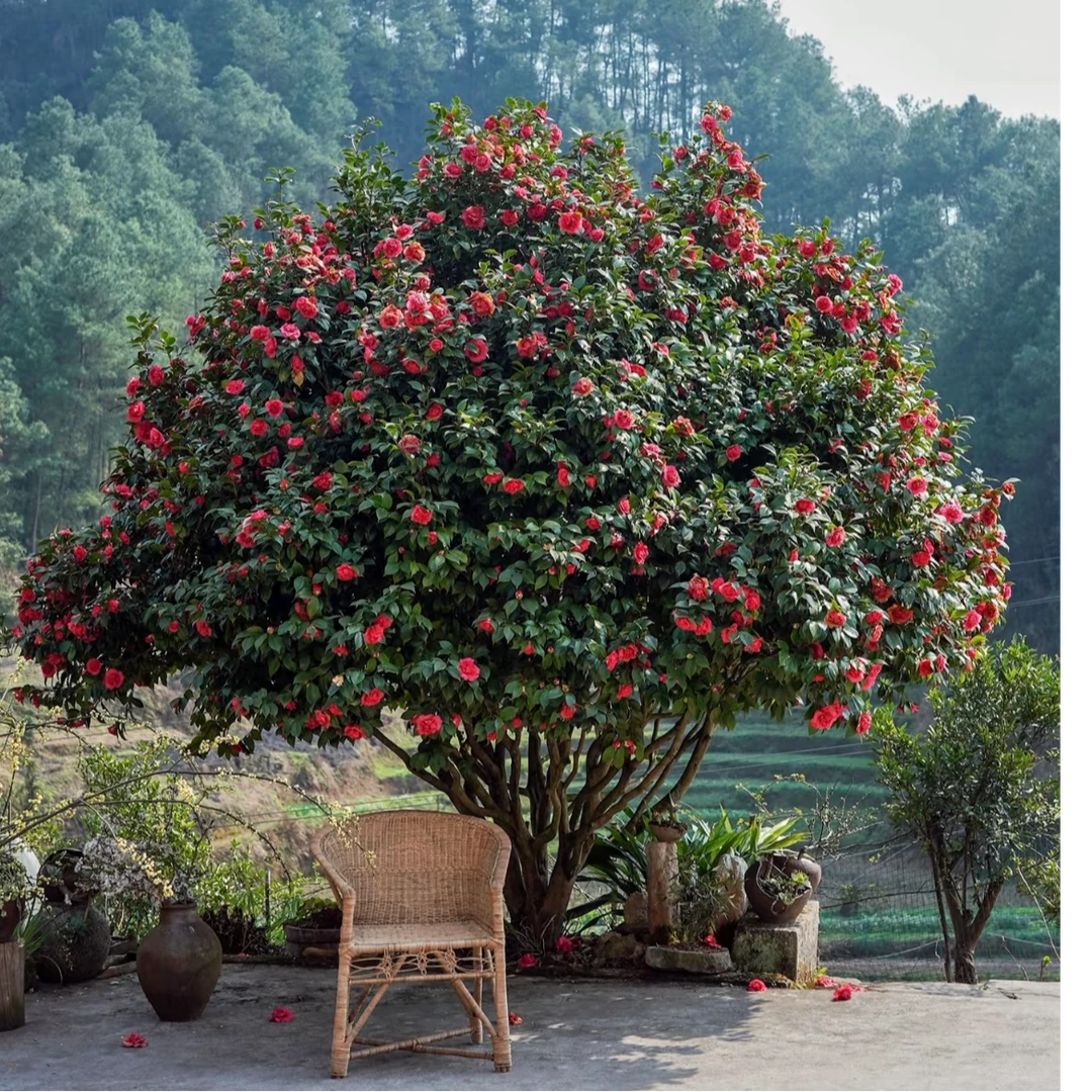 耐寒耐热盆栽地栽室内外绿植茶花露天养殖品种茶花直播间改价链接