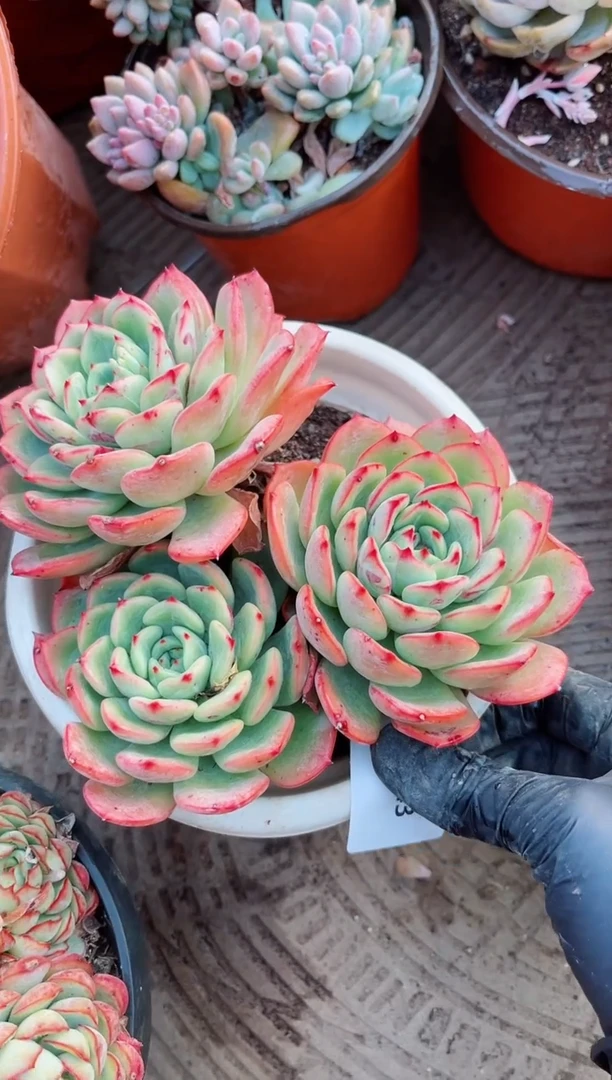 【闪购商品】08243多肉