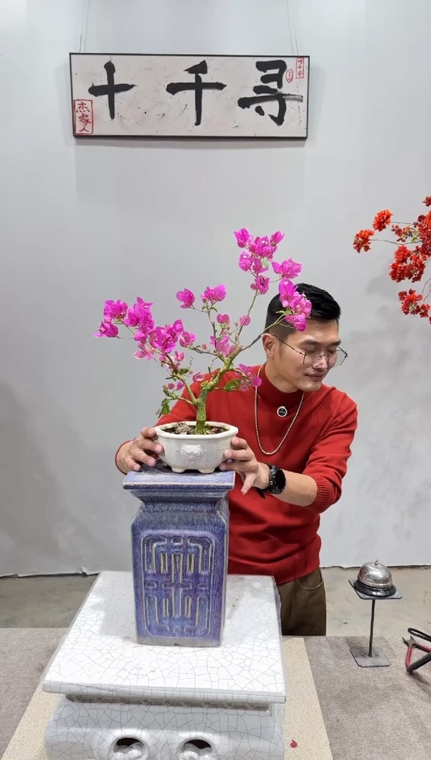 完全开放漳红缨三角梅