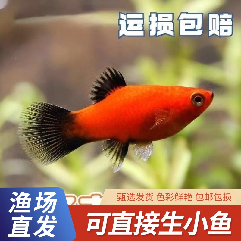 福利『玛丽红球米奇球黑尾月光』小型热带观赏鱼好养耐活易繁殖