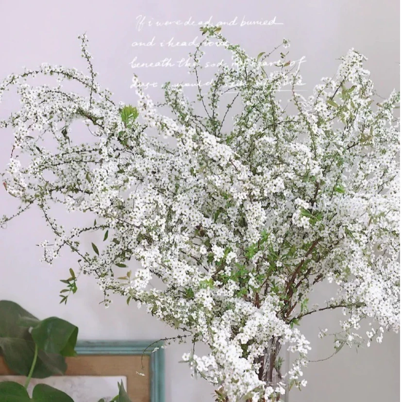 【半岛花铺】鲜枝雪柳 爆花机器  冬日绿植 家养瓶插年宵花懒人必备