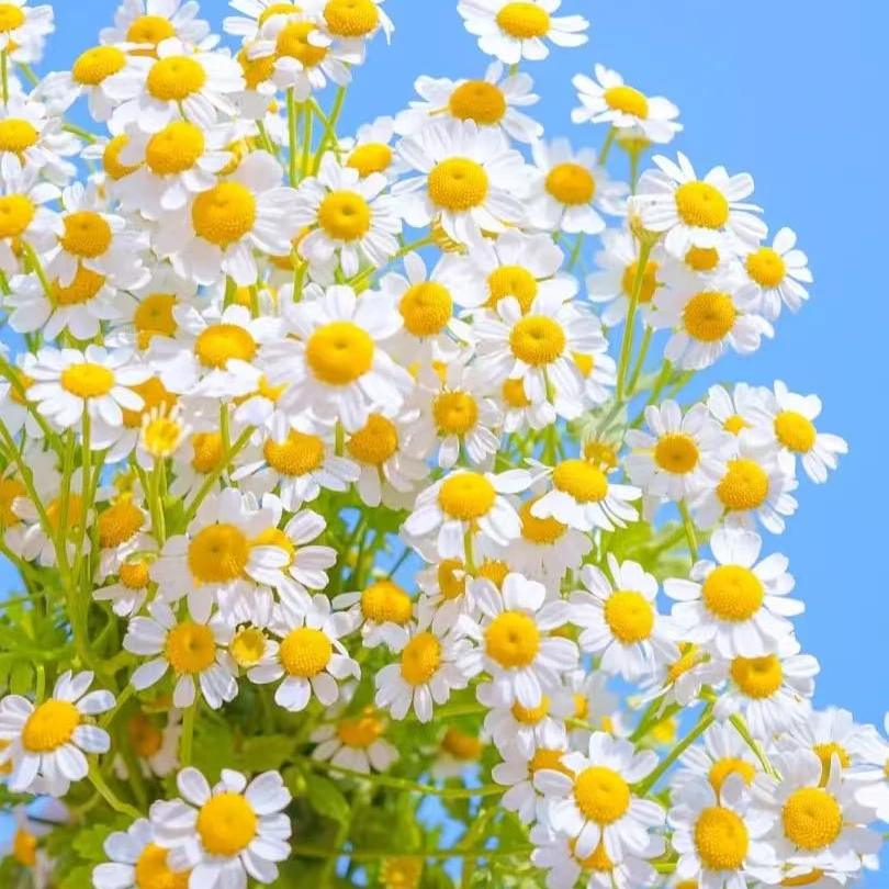 【洋甘菊】云南基地直发 任意拍两单顺丰 插花 鲜花直播间现场卖花