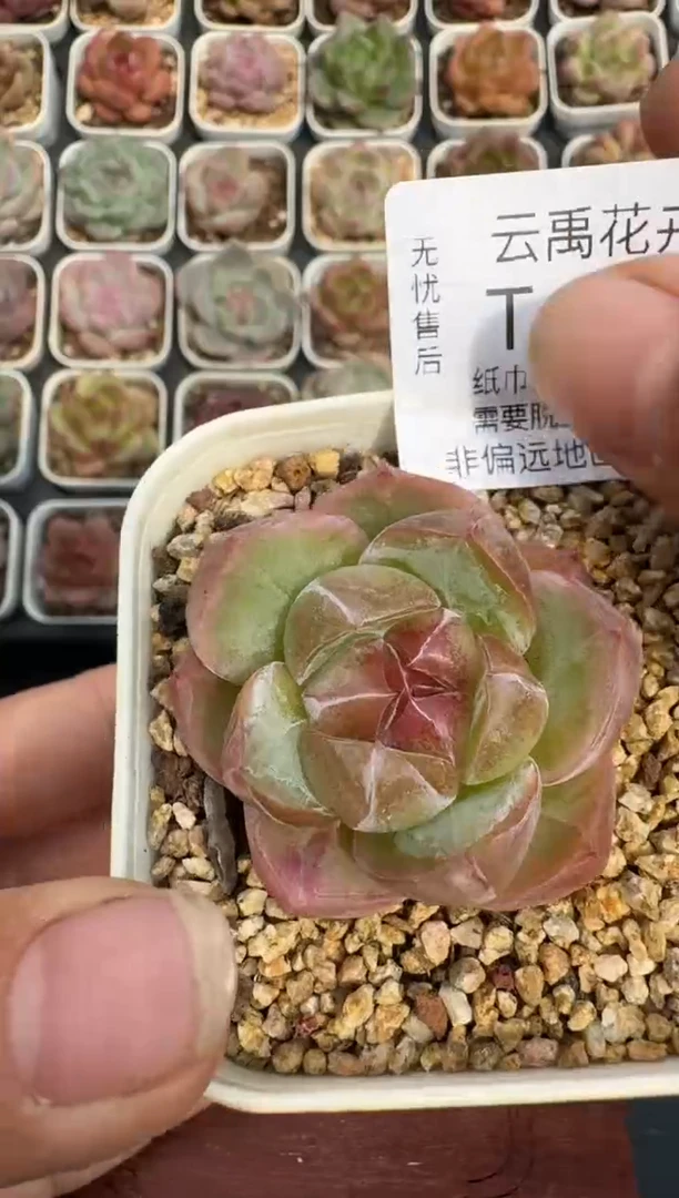 354T带盆土发(6.5cm杯） 当场拍3颗以上包柚 多肉植物