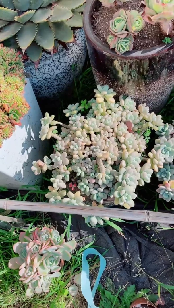 小****收跃跃精品多肉17187