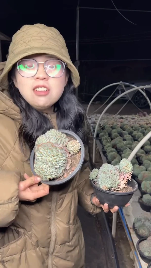 【闪购商品】31-白胖子缀带盆土9.99