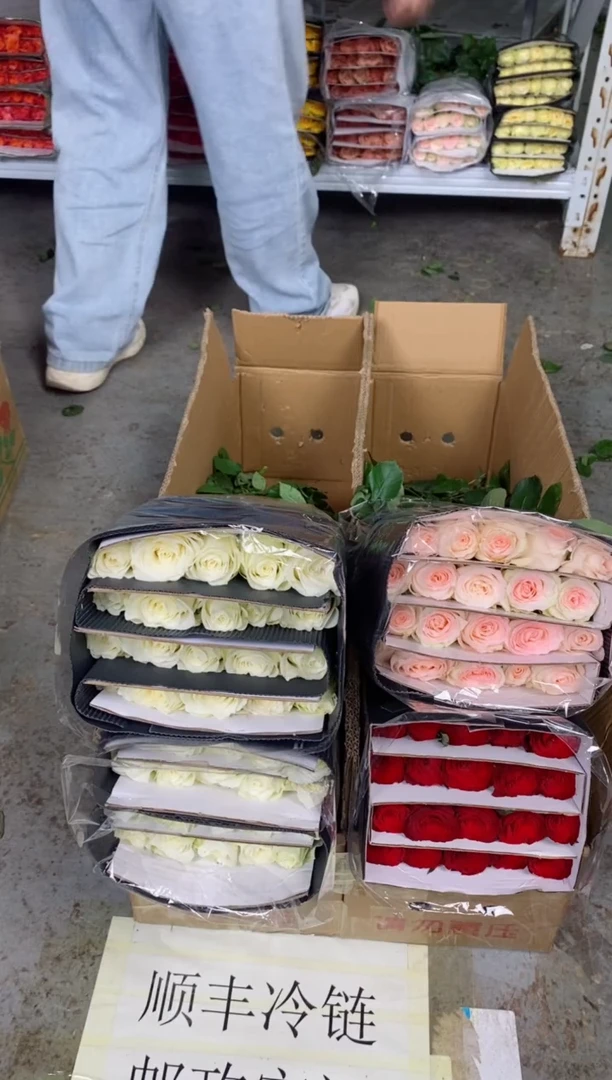 完全开放骄傲40枝+ 高原红20枝+小白兔20枝