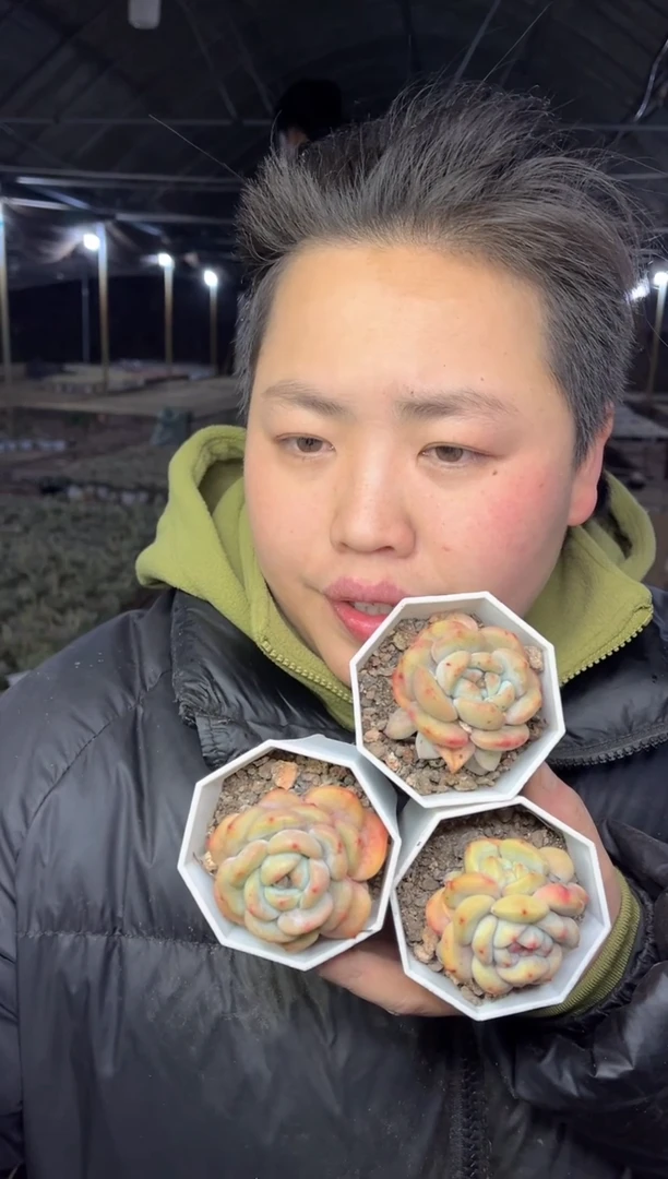 【闪购商品】118-石榴籽梦露三颗带盆土5