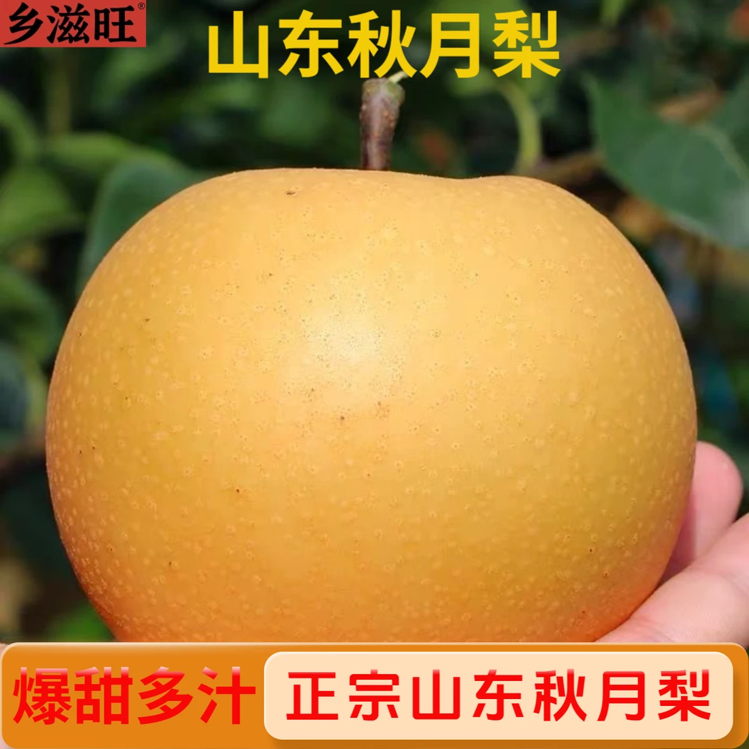 【中秋礼盒】正宗山东秋月梨脆甜秋月梨冰糖梨新鲜酥梨当季梨子薄皮