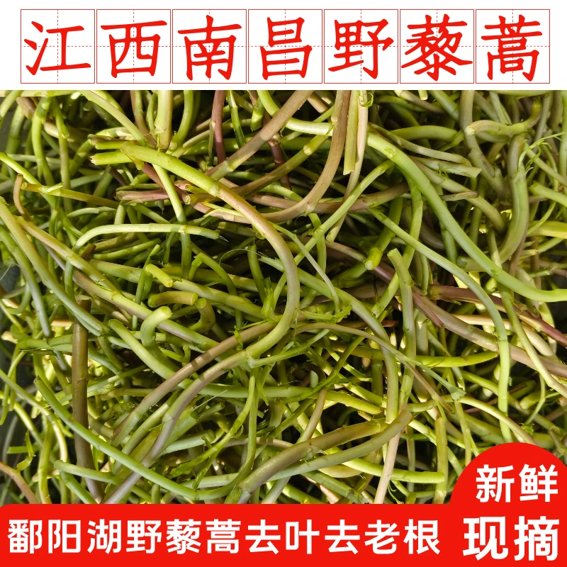 鄱阳湖野藜蒿新鲜现摘 正宗江西红芦蒿去叶去老根南昌生藜蒿