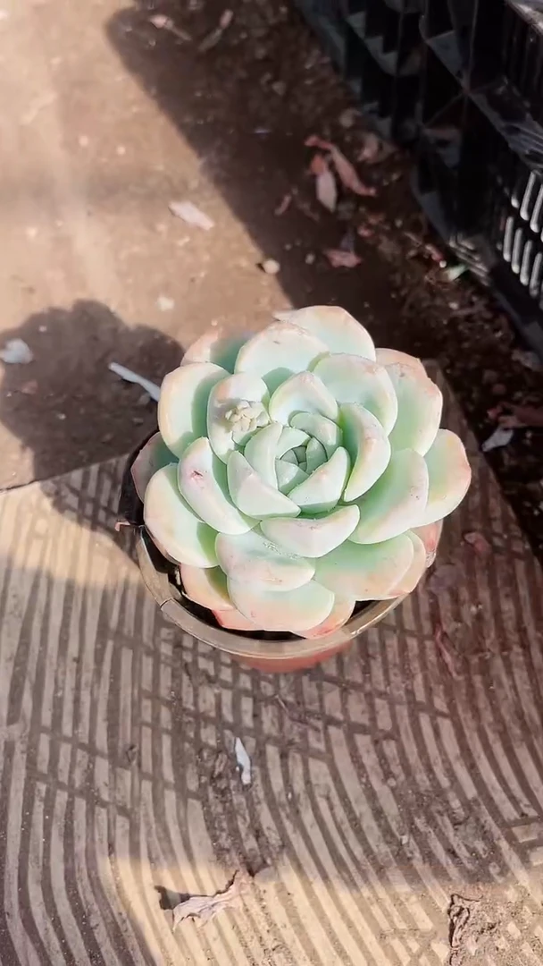 【闪购商品】13283