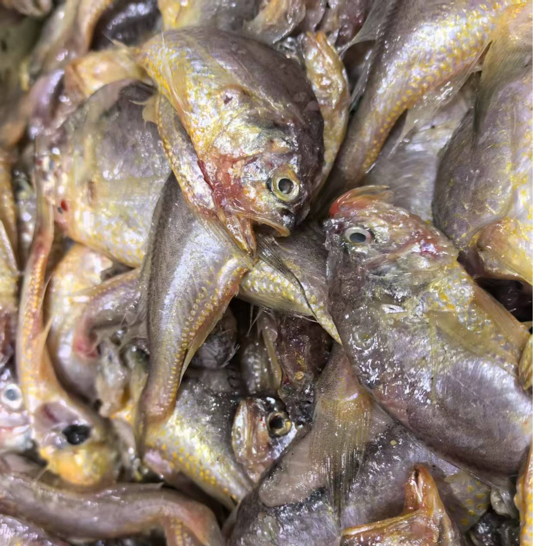 冷冻 小个体大头宝 破肚 掉头 大头宝 看好在拍 介意勿拍 无售后