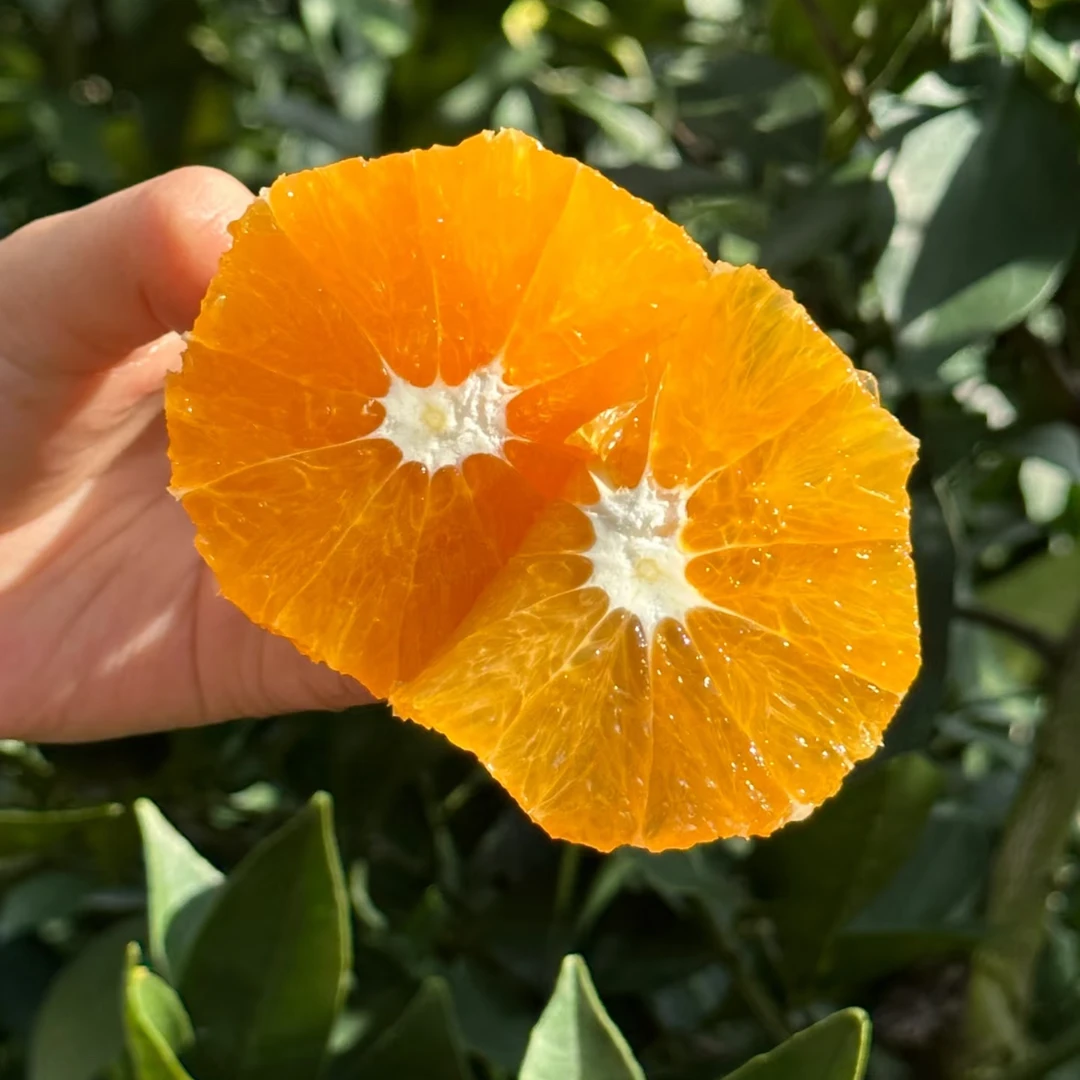 重庆奉节脐橙当季新鲜橙子整件发出