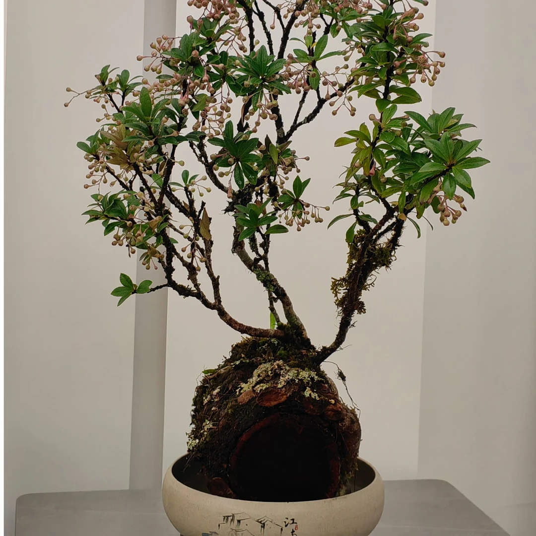 五翅莓原生态桩盆栽开花结果四季常青