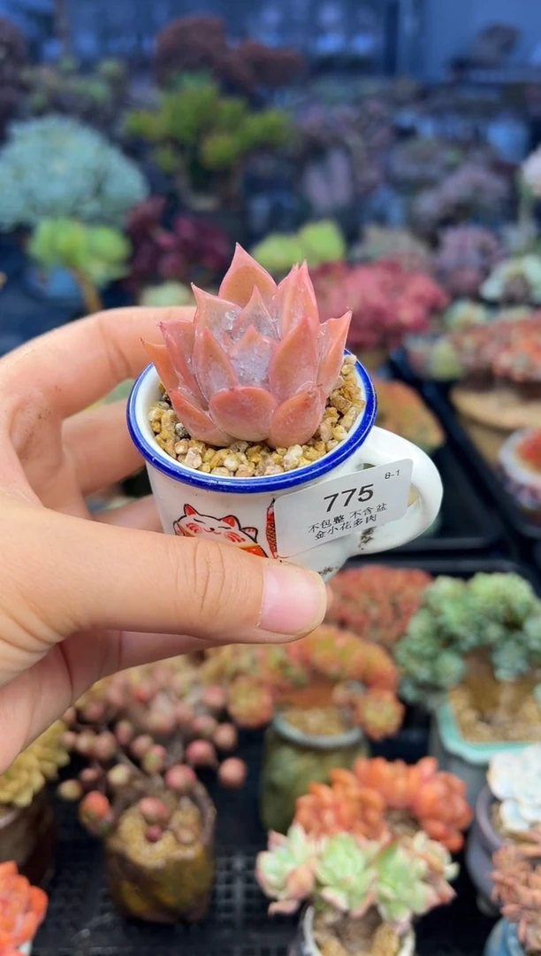 依*?775         不带盆