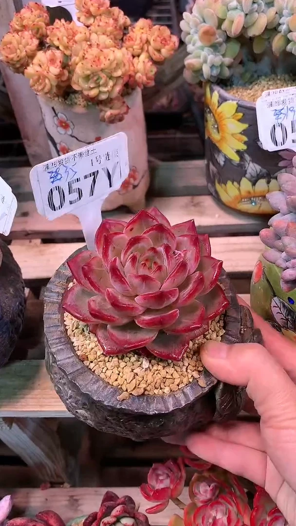 【闪购商品】057YYY