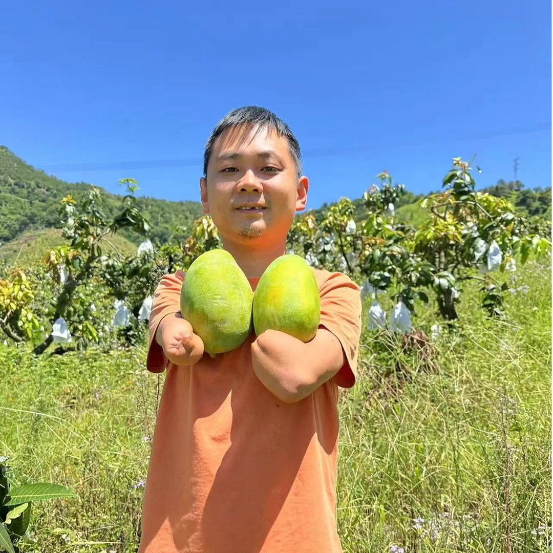 精选云南凯特芒果新鲜大果水果新鲜当季整箱包邮（非攀枝花) 芒果
