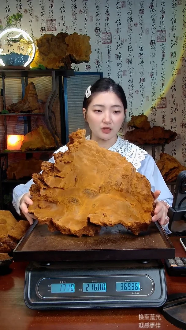 松针层孔菌中国大陆【藏区】松树桑黄（3.41斤）50-60年份