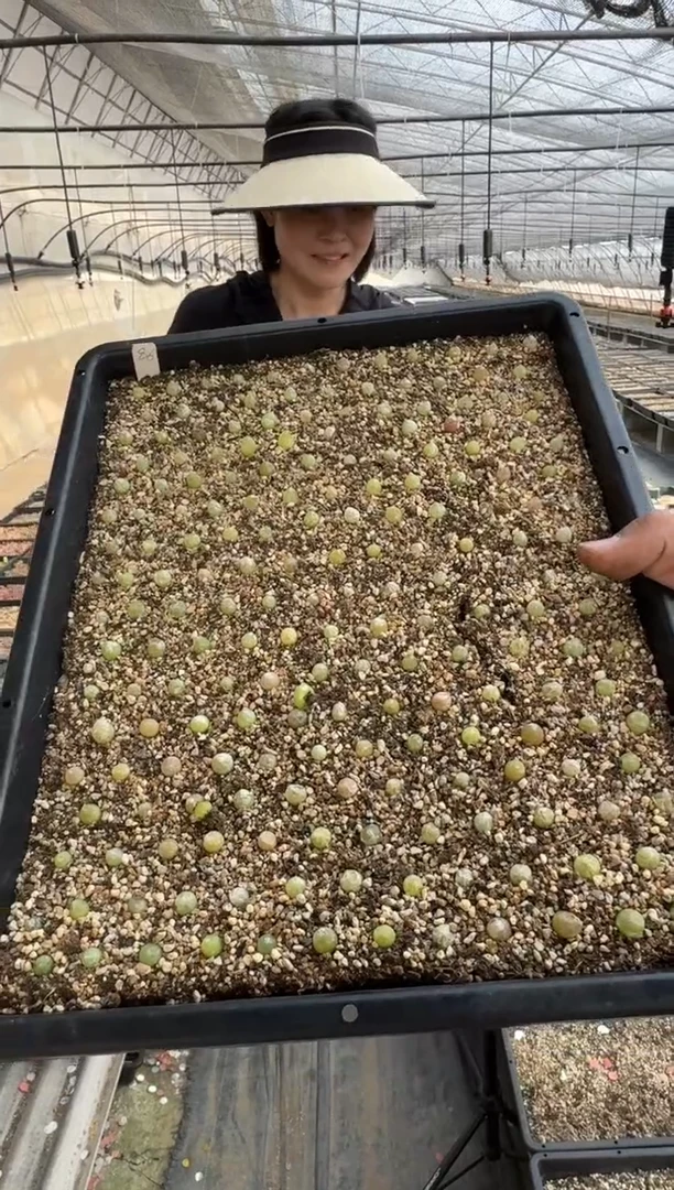 【闪购商品】8-4哈默灯泡一颗