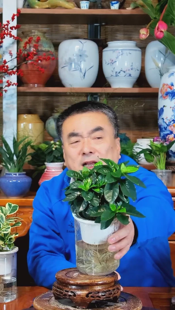 全部花苞?**桥水之韵水培栀子花