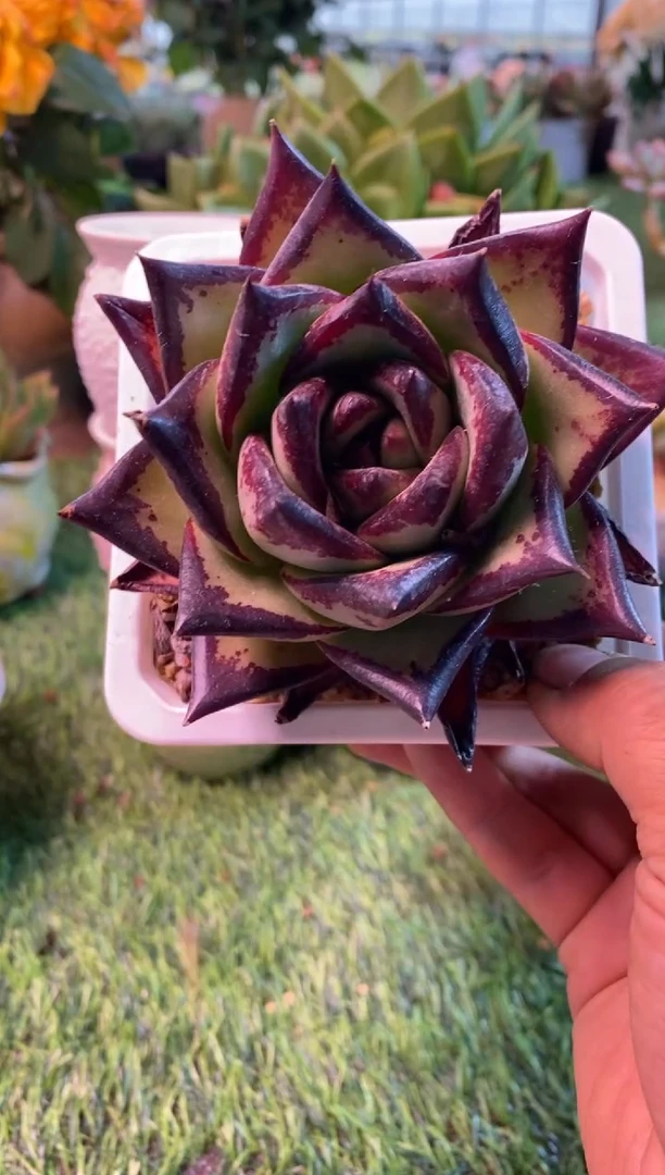 0698aa（满28包邮发货）