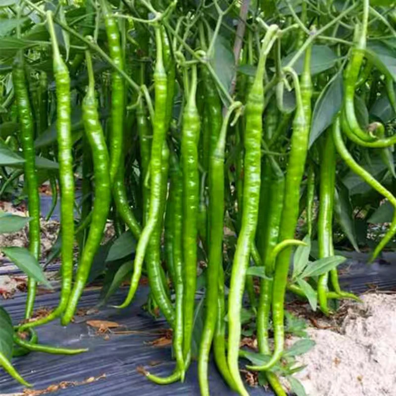 世界硒都湖北恩施高山农家现摘现发（露天种植软皮线椒）