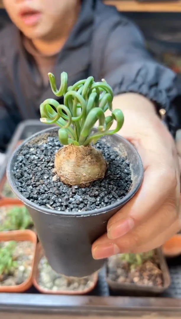 【闪购商品】弹簧草带盆不包断叶