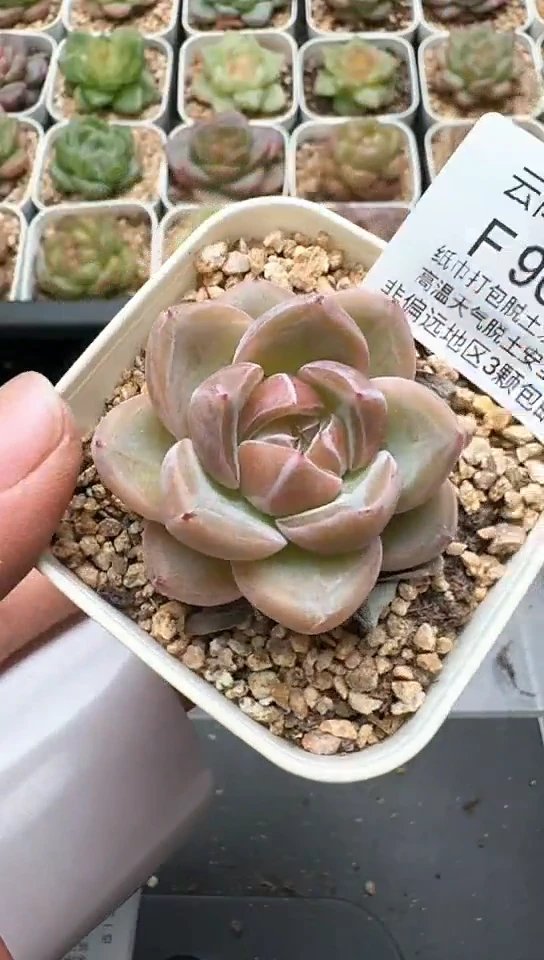 966F云禹多肉植物 默认脱土纸巾打包 3颗包邮