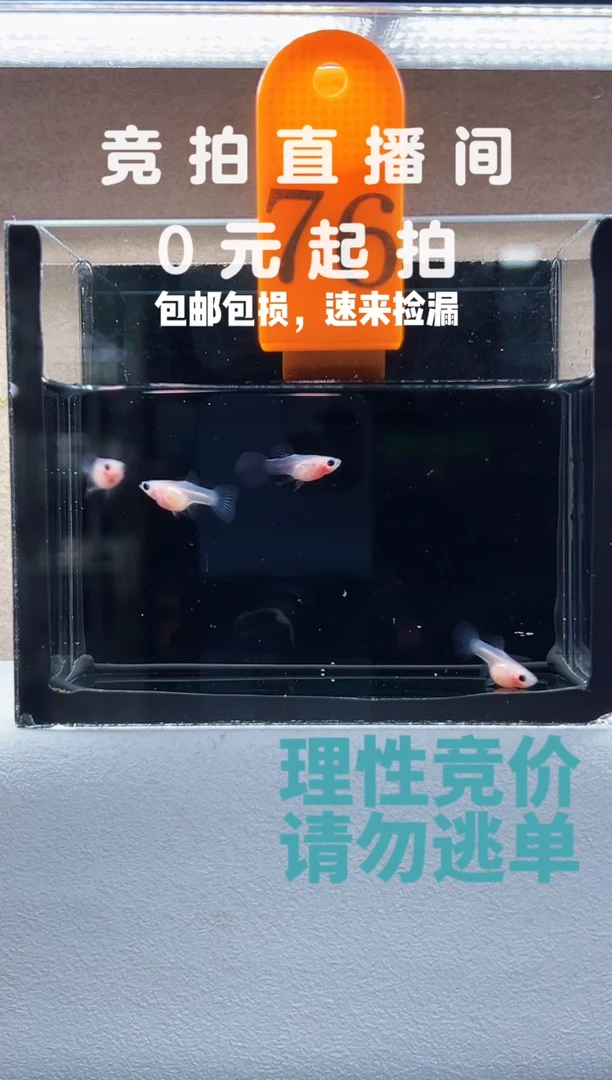孔雀鱼超透两对编号76