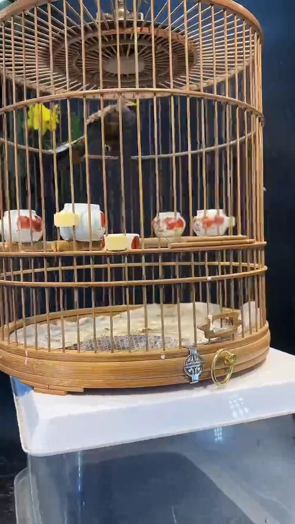 45号 虎头凤 养笼  0元起拍