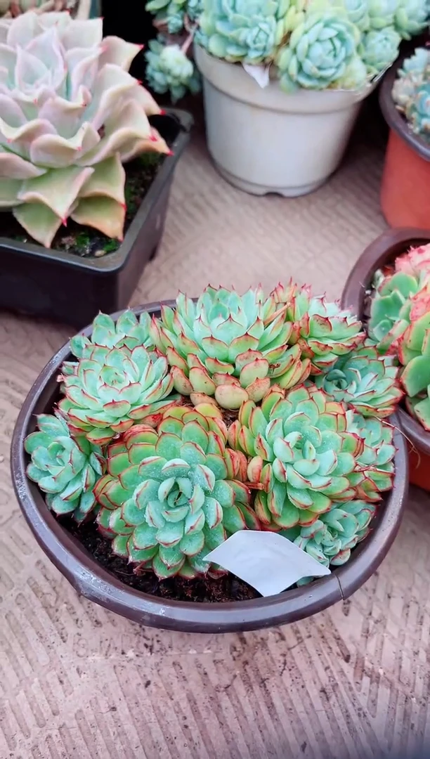 27117多肉植物一物一拍
