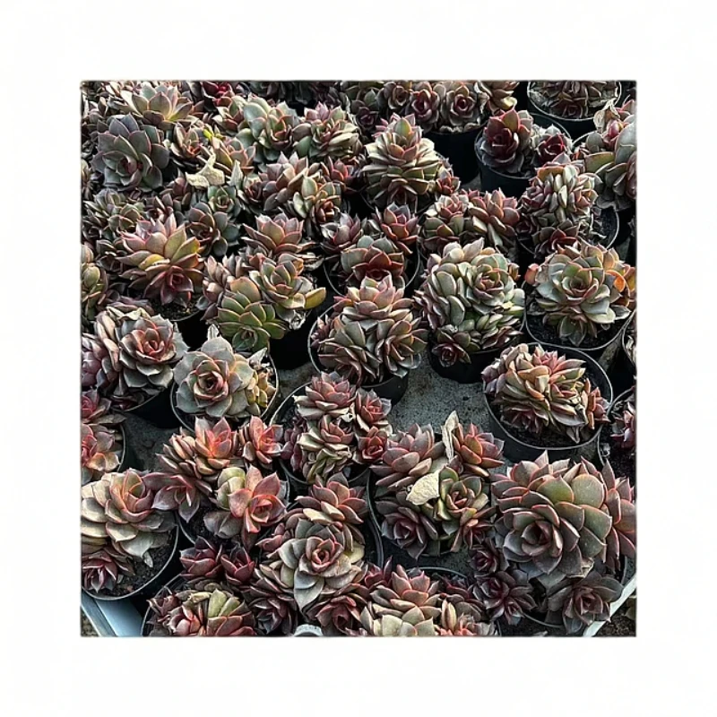 植迷园艺多肉植物3月8日红灯群