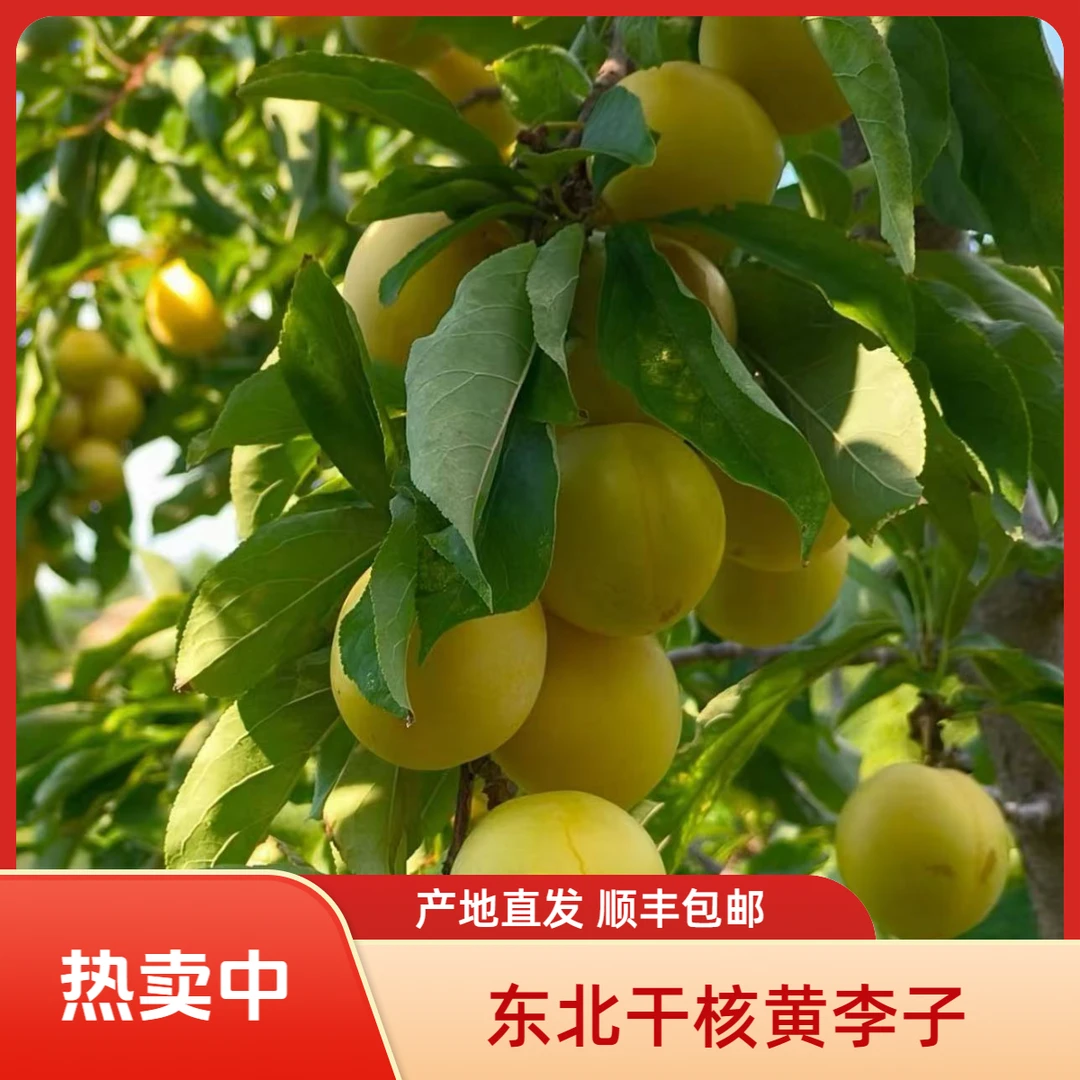 【龙翠农场】干核黄李子产地直发新鲜现摘应季水果