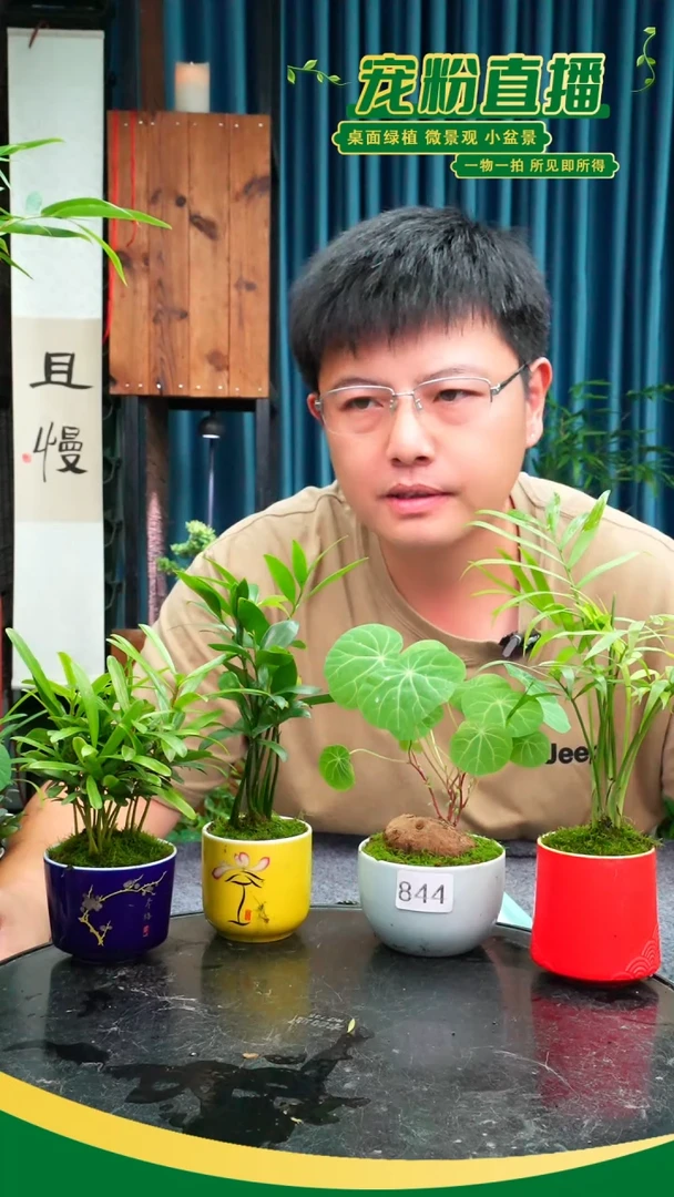无花朵陈**韵苔藓微景观844号