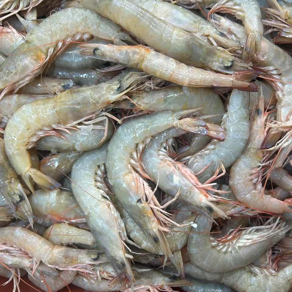 沙卢虾 鲜冻 次日达  顺丰快递 厦门发货 2500g