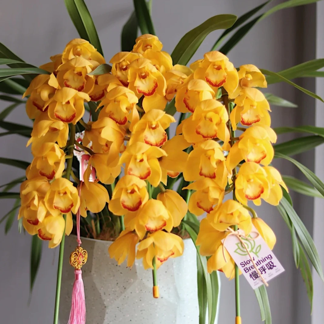 杨贵妃 拱兰 6枝剑 黄色大花蕙兰  年宵花  花苞发货  210盆