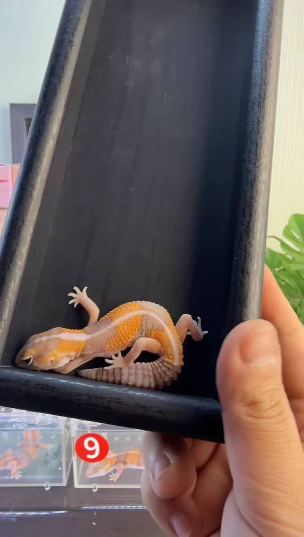 肥尾守宫肥尾守宫