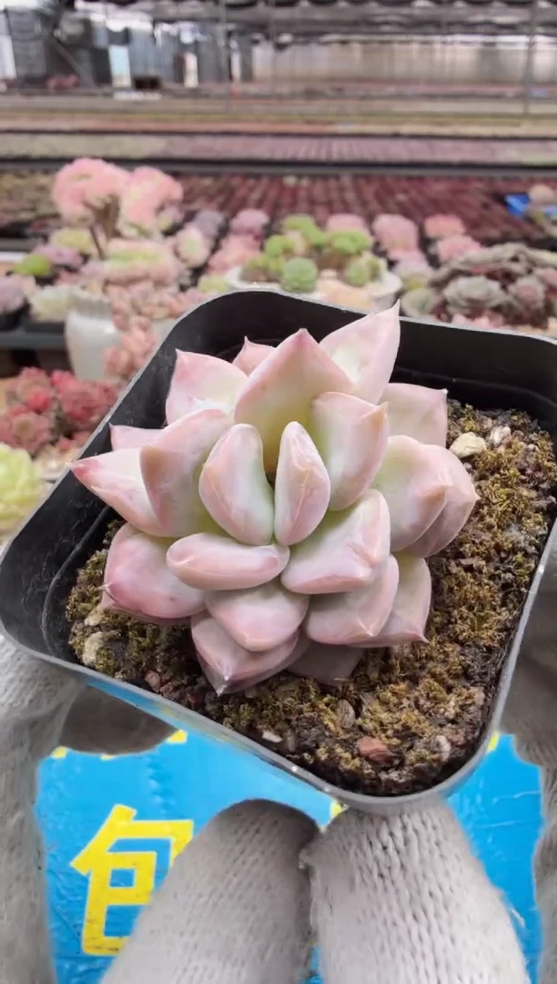 东云多肉园二店-401