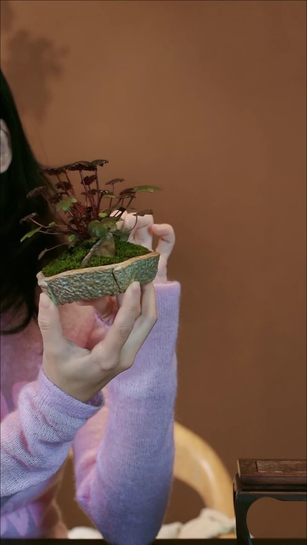 【闪购商品】盆景山野草