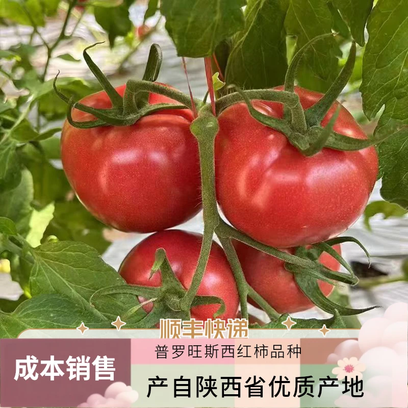 新鲜水果陕西普罗旺斯西红柿番茄3斤4.5斤