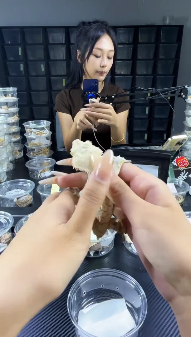 睫角守宫断尾大公