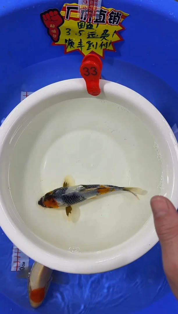 锦鲤活体二号链接