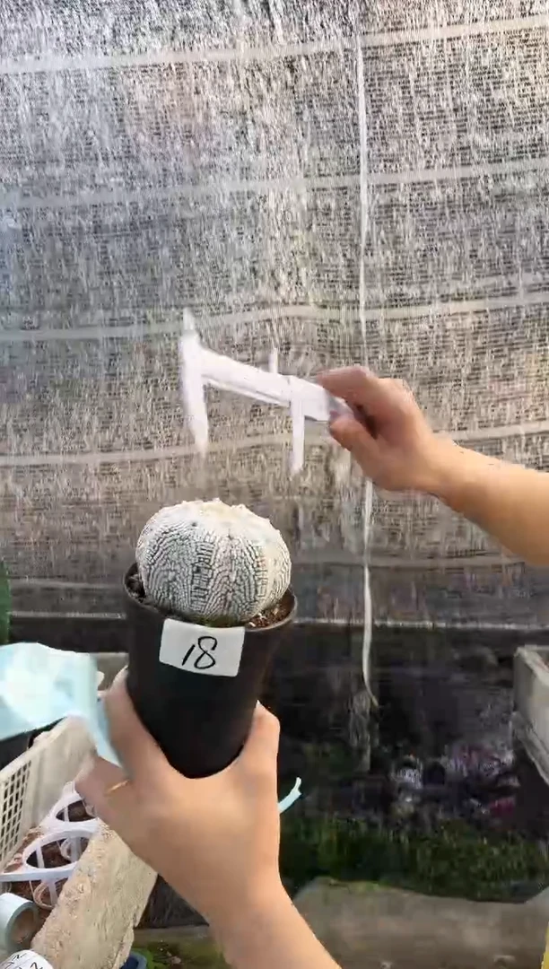 一物一拍18号