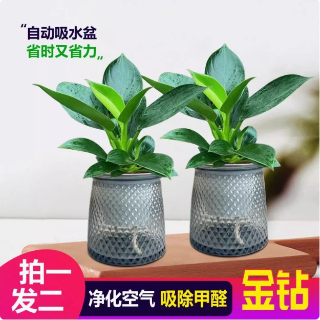 【吸甲醛植物】大叶金钻盆栽室内绿植办公室客厅四季常青水培土培